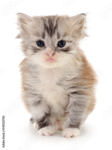 Kitten on white background.
