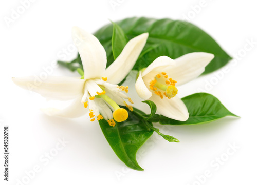 Lemon leaf and flowers.