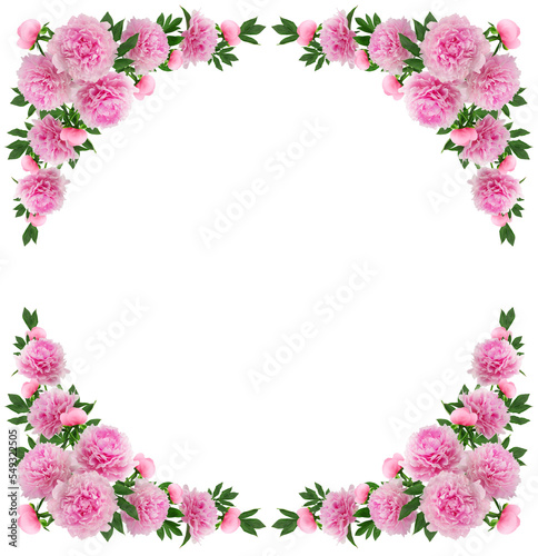 floral wreath  floral arrangement of pink lush peonies  isolated on a white background