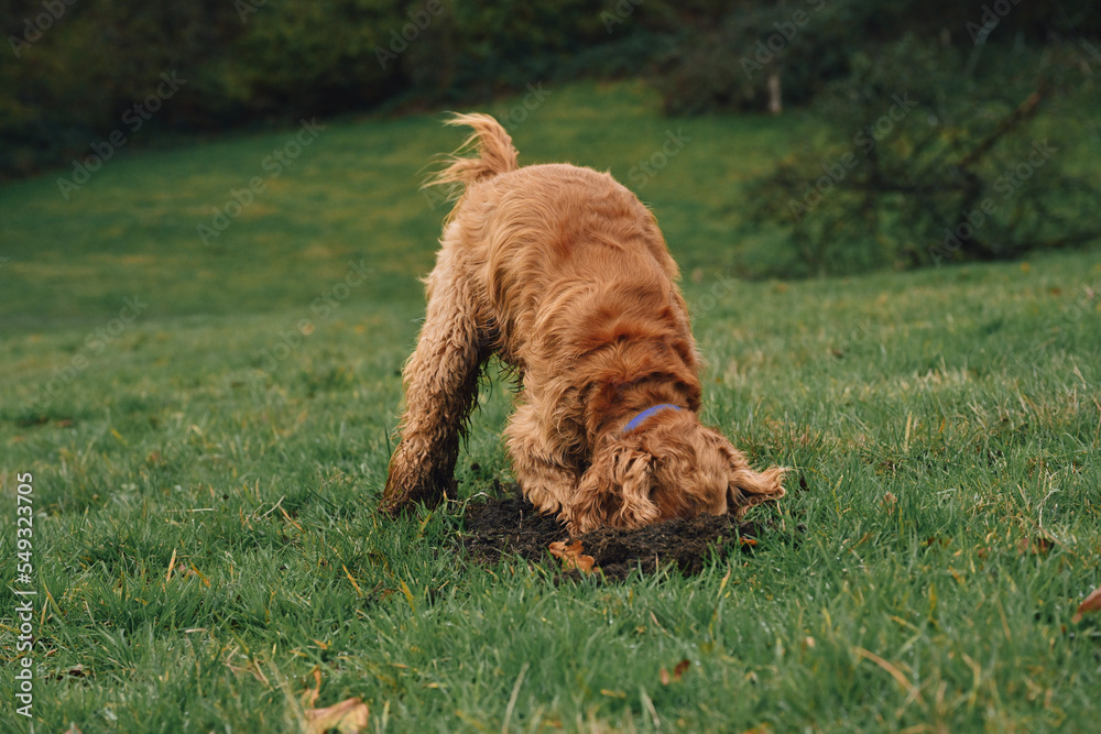 Fototapeta premium english springer spaniel