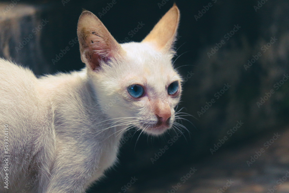 A white wild cat kitten or stray cat. This stray kitten has no home A white wild cat kitten or stray cat. This stray kitten has no home