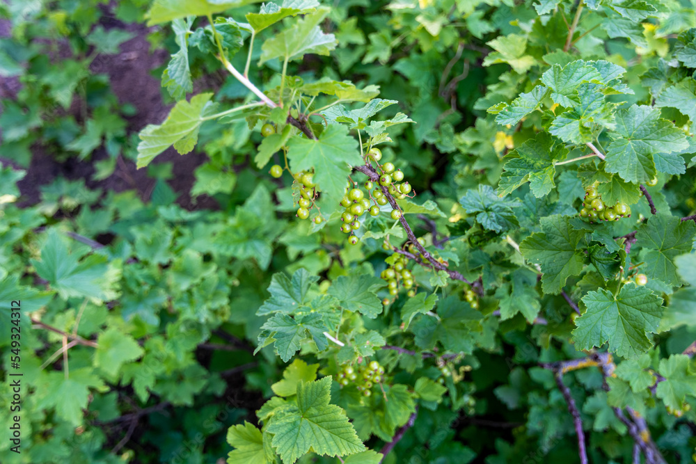 Green berries of red currant Green berries of red currant
