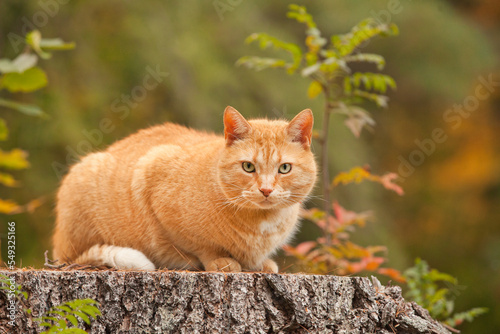 Big fat yellow cat in the outdoors during the fall season. Overweight male orange tabby cat outside in autumn on a blurry background.