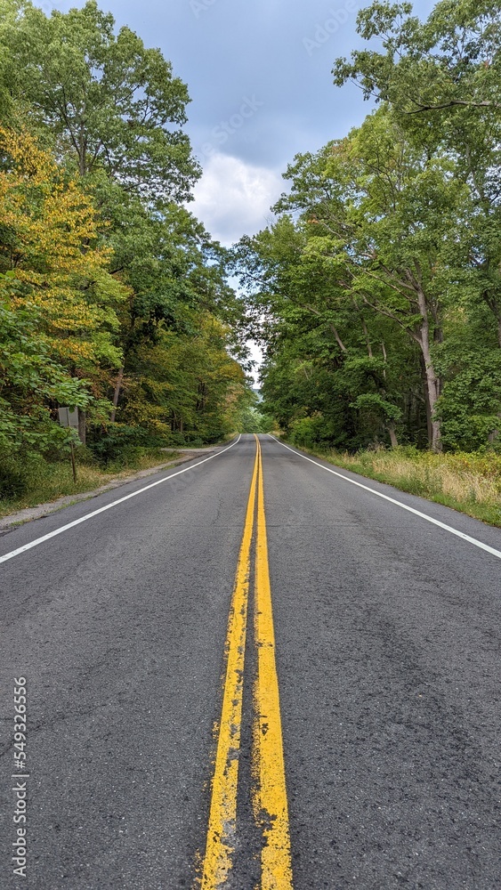 road in the forest