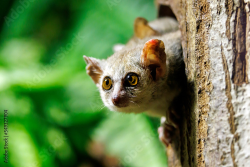 Obraz na płótnie Close up view of a Gray mouse lemur (Microcebus murinus) w salonie