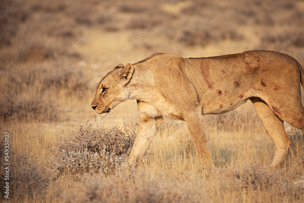A lioness walks in the Etosha National Park. Namibia A lioness walks in the Etosha National Park. Namibia