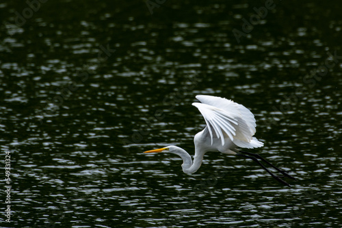 Great Egret in Flight - Bird in Flight