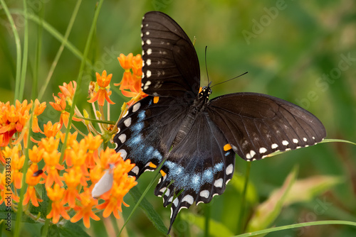 butterfly on a flower