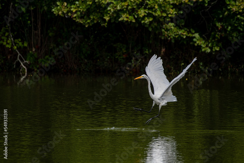 Brid in Flight - Great Egret