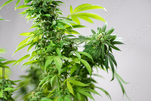 Medical marijuana plant close up. Bud blooming with trichomes