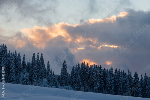 Landscape with snow covered mixed pine, fir and spruce trees with sunset sky © almostfuture