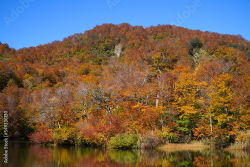 鎌池の紅葉