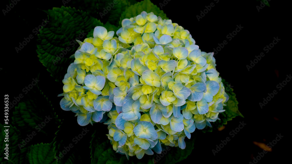 beautiful and amazing hydrangea flowers beautiful and amazing hydrangea flowers