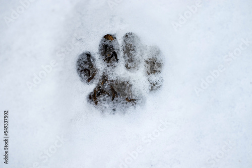 The footprint of one of the animal's paws on the white snow.