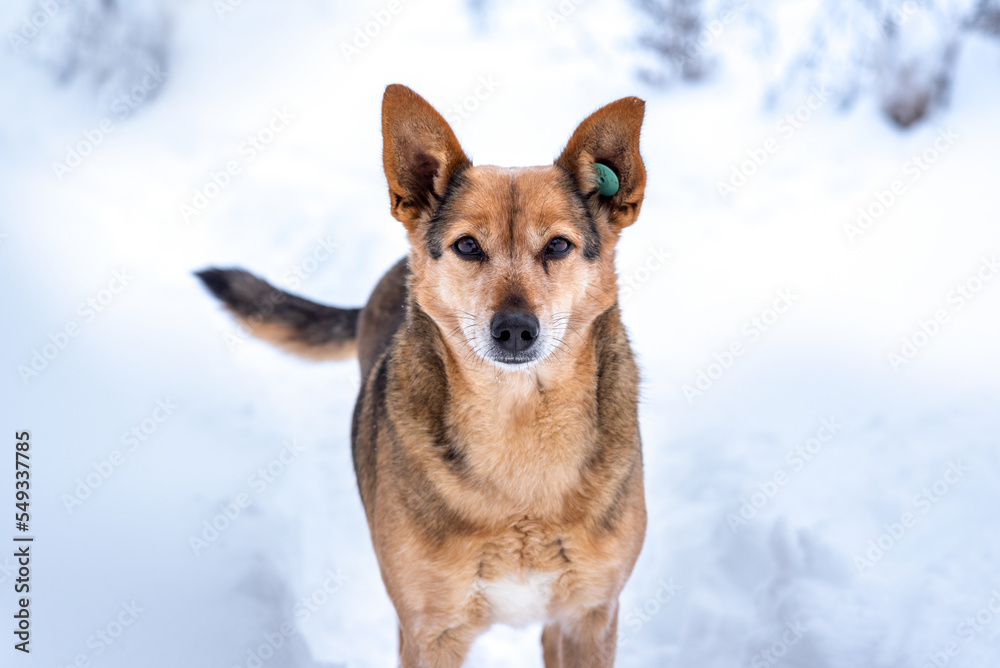 A stray dog with a chip clip in his ear stands on a winter snowy street. Marking stray animals. Sterilization of animals. A stray dog with a chip clip in his ear stands on a winter snowy street. Marking stray animals. Sterilization of animals.