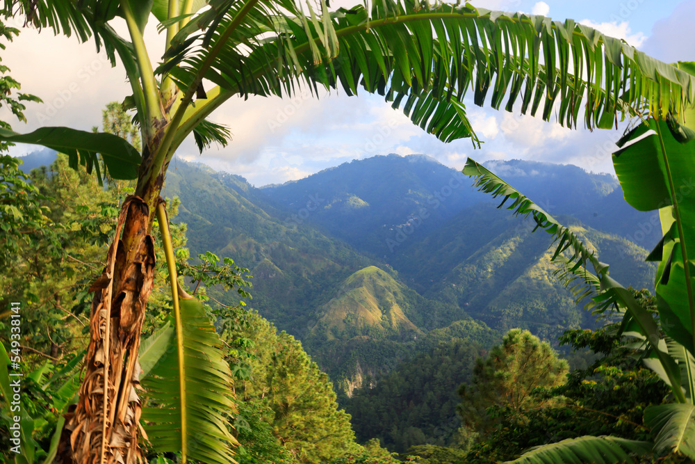 The Blue Mountains in Jamaica, Caribbean, Middle America - obrazy, fototapety, plakaty 