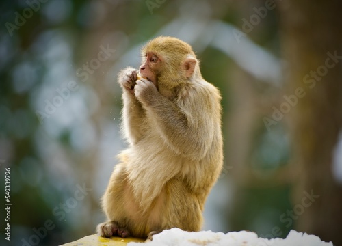 Selective focus shot of a Macaque sitting on a stone with a green background in Nathia Gali photo