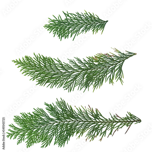 Transparent pine tree leaf, isolated green leaves