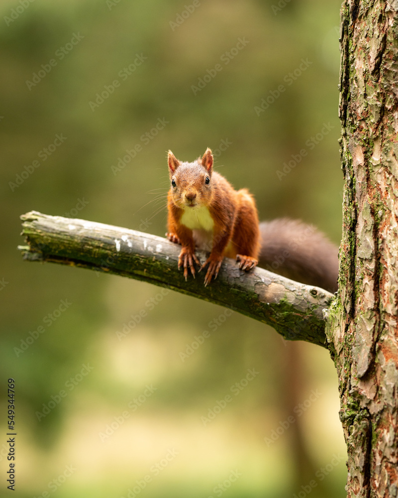 Rare red squirrel in North Yorkshire, England on a tree branch