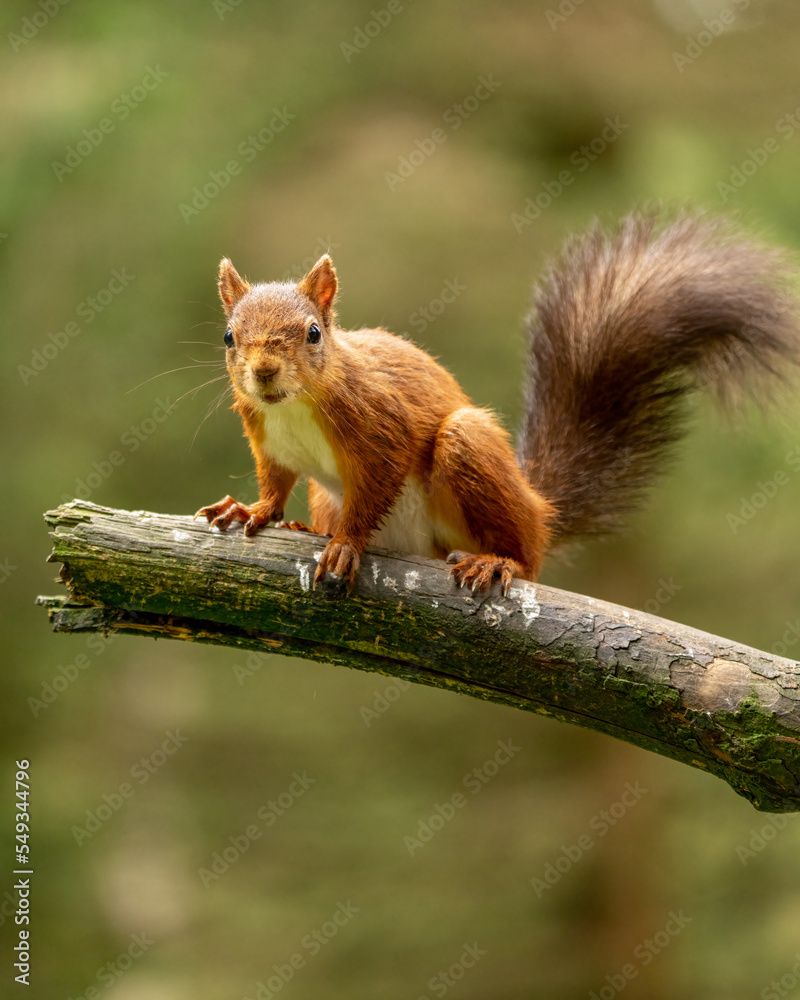 Rare red squirrel in North Yorkshire, England on a tree branch