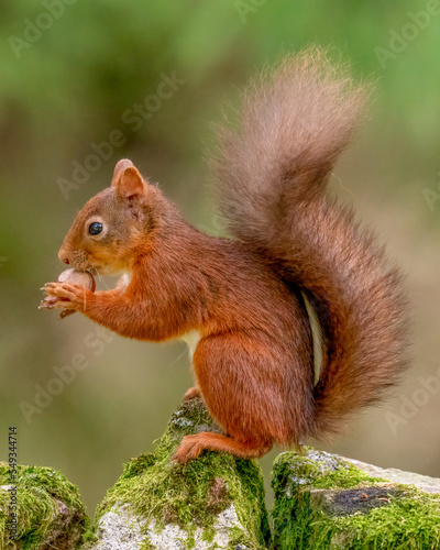Rare red squirrel with a bushy tail in North Yorkshire, England on a stone wall © Acres