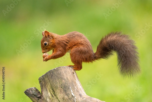 Rare red squirrel in North Yorkshire  England on a log eating nuts side on shot