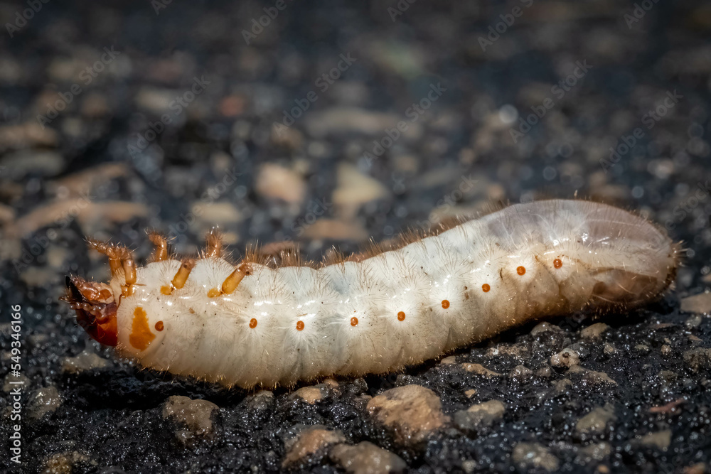 A Grubworm traverses across the road on its back after a rain. Raleigh, North Carolina. A Grubworm traverses across the road on its back after a rain. Raleigh, North Carolina.