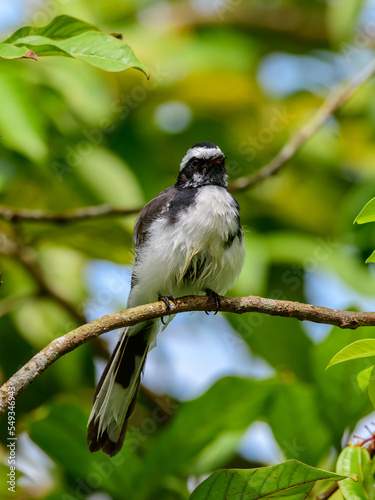 White-browed fantail bird perch close-up shot,