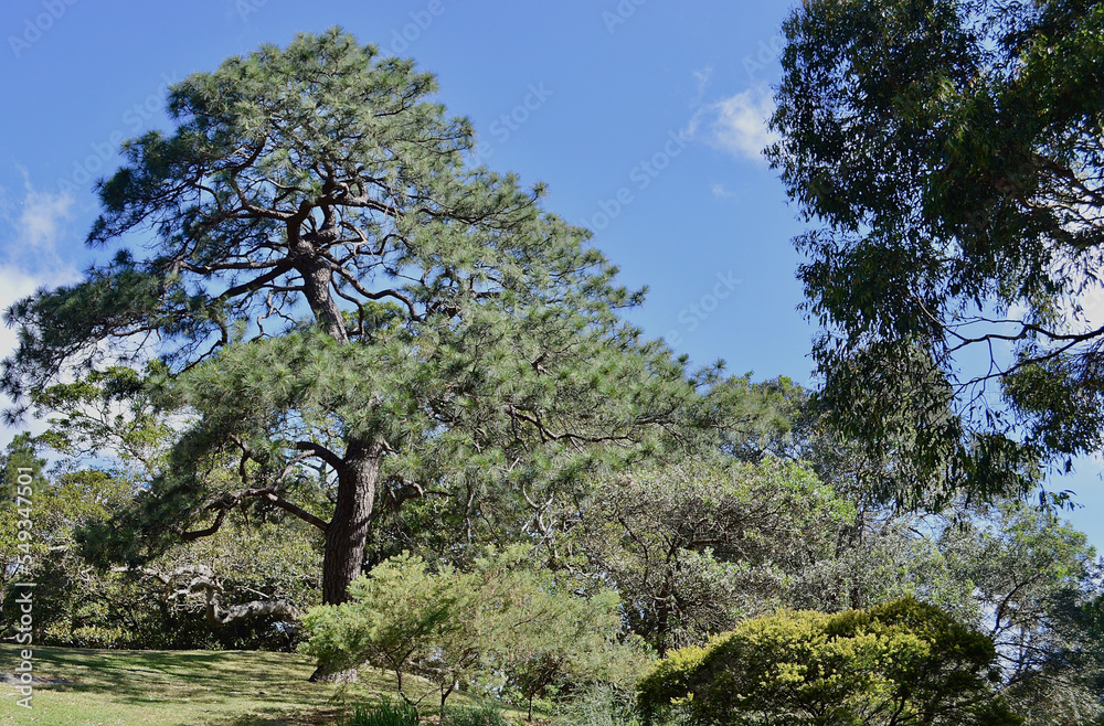 Trees in the Royal Botanic Gardens in Sydney on a sunny spring afternoon. Trees in the Royal Botanic Gardens in Sydney on a sunny spring afternoon.