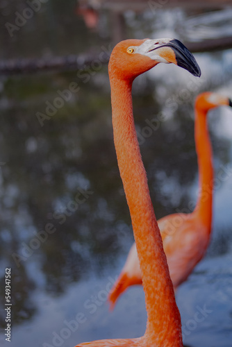 Flamingo naranja