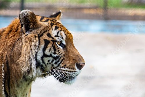 EL tigre