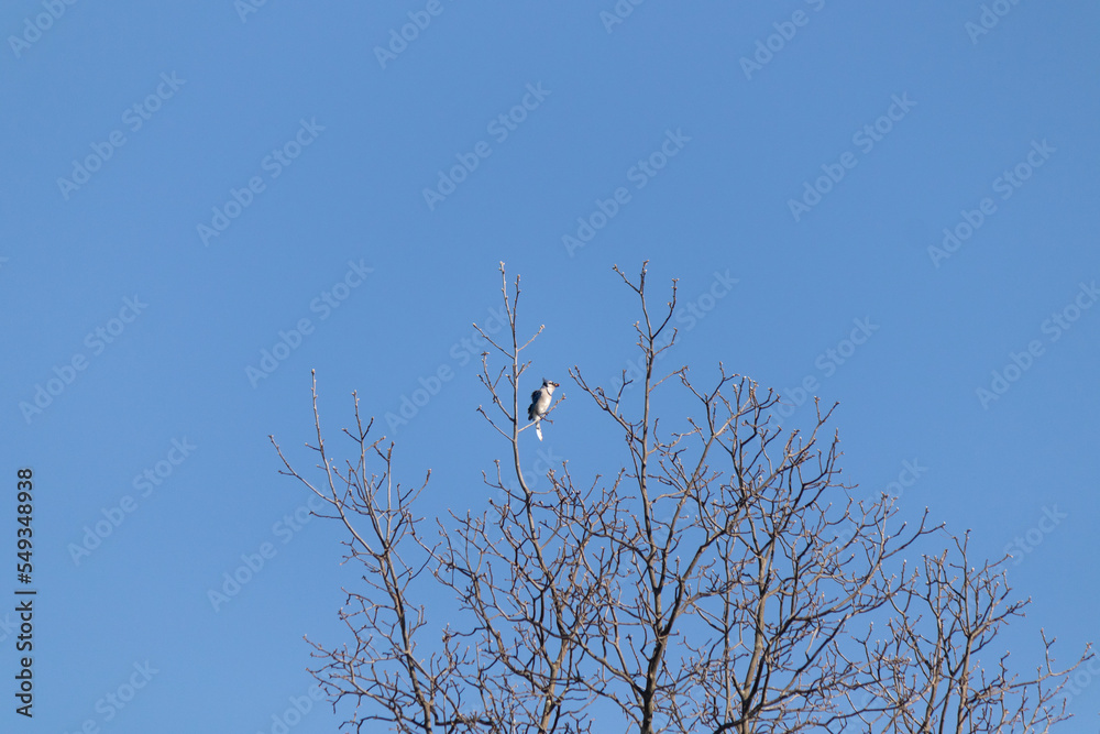 I tried to capture the image of this blue jay bird at the top of this tree. He has something in his mouth. The leaves have fallen from this tree due to Autumn setting in here. I tried to capture the image of this blue jay bird at the top of this tree. He has something in his mouth. The leaves have fallen from this tree due to Autumn setting in here.