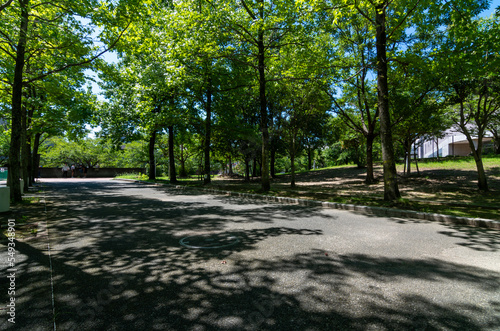 公園のカエデの並木 © Kitakawachi