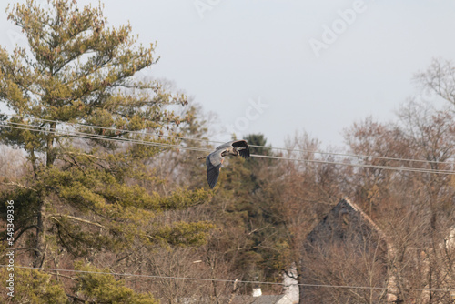 As I was sitting by a pong in Kimberton Pennsylvania this large great blue heron flew in to perch on the tree. The wingspan of this bird is so big. The beak is large and the eyes are focused.
