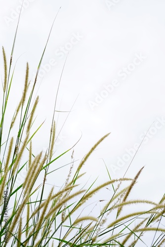 photo of grass flowers ( natal grass, natal redtop, ruby grass) outdoors