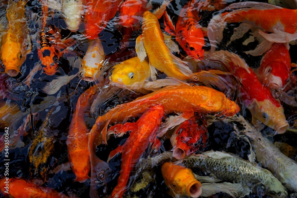 picture of koi fish in the water