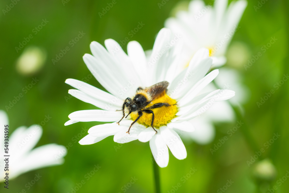 Laphria flava, of the family Asilidae, on Leucanthemum vulgare, of the family Asteraceae. Central Russia.