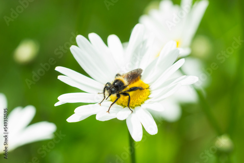 Laphria flava, of the family Asilidae, on Leucanthemum vulgare, of the family Asteraceae. Central Russia.