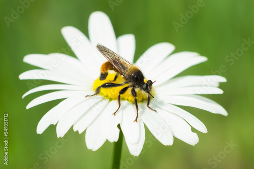 Laphria flava, of the family Asilidae, on Leucanthemum vulgare, of the family Asteraceae. Central Russia.