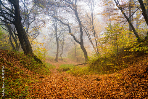 Autumn colors in the foggy forest.