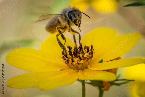 A Western Honeybee (Apis mellifera) coming in for a landing on a yellow flower. Raleigh, North Carolina.