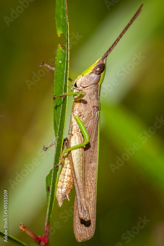Profile view of a Clipped-winged Grasshopper (Metaleptea, brevicornis). Raleigh, North Carolina.