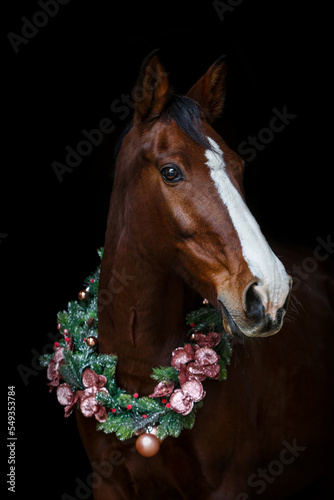 Head portrait of a bay brown andalusian x arab crossbreed horse wearing a red santa head and a festive christmas wreath in front of a black background © Annabell Gsödl