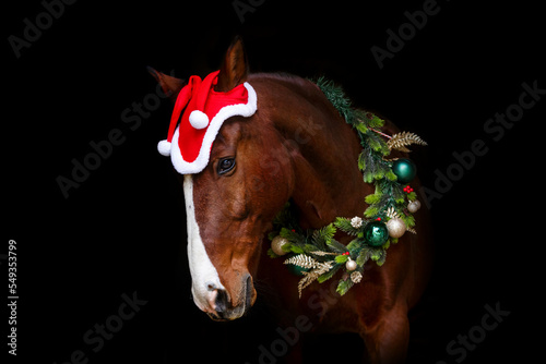 Head portrait of a bay brown andalusian x arab crossbreed horse wearing a red santa head and a festive christmas wreath in front of a black background photo