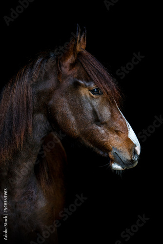 Portrait of a beautiful dark chestnut brown arab berber horse yearling in front of black background