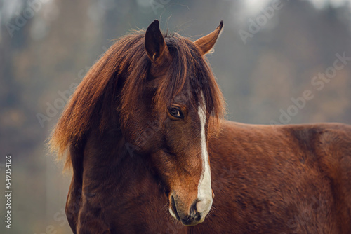 Head portrait of a young playful arab x berber horse yearling in autumn outdoors