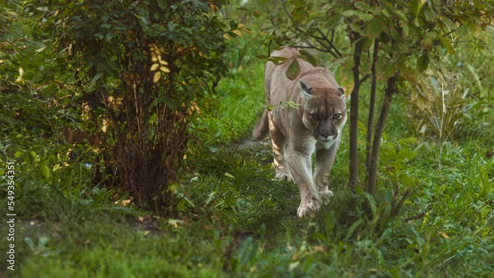 Beautiful Canadian Puma in forest. American cougar - mountain lion. Wild cat walks in the forest, scene in the woods. Wildlife America. Slow motion video Beautiful Canadian Puma in forest. American cougar - mountain lion. Wild cat walks in the forest, scene in the woods. Wildlife America. Slow motion video