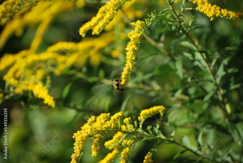 bumblebee on yellow flowers