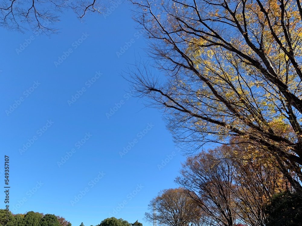 Fototapeta premium trees and sky