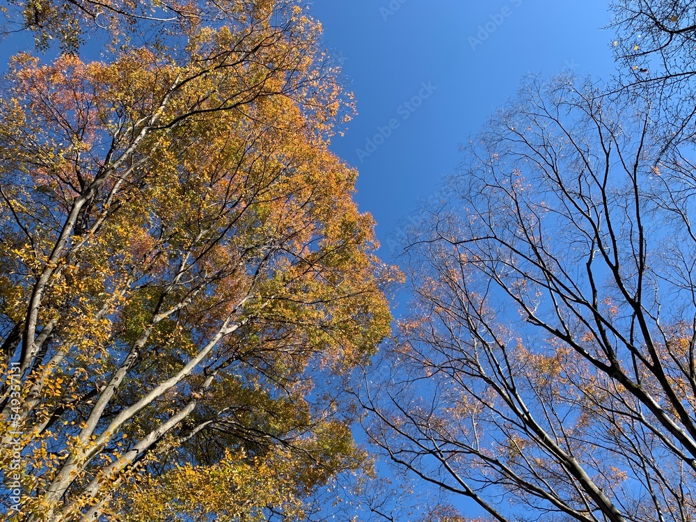 Fototapeta premium autumn trees against sky